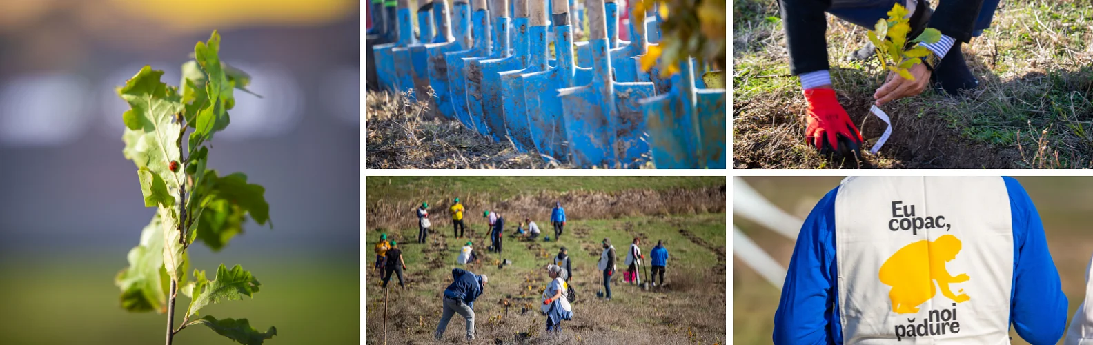 Wolfpack Digital volunteers planting oak trees in Talpa, Romania